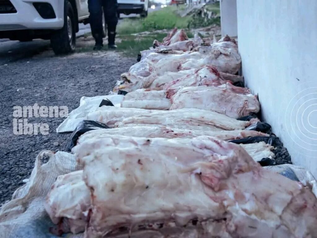 #𝗣𝗢𝗟𝗜𝗖𝗜𝗔𝗟𝗘𝗦  Incautan 150 kg de carne de yacaré durante operativo de Semana Santa en Ñeembucú.👮‍♂️ En el marco del Operativo Semana Santa, técnicos del Ministerio del Ambiente y Desarrollo Sostenible (MADES) realizaron controles este miércoles por la tarde en la caseta policial de la Comisaría 28 de Villa Oliva, en el departamento de Ñeembucú.🐊 Durante el procedimiento, las autoridades decomisaron aproximadamente 150 kg de carne de caimán yacaré, que se encontraba faenada y depostada.⚠️ Desde el MADES recordaron que la tenencia, el transporte y la comercialización de productos derivados de fauna silvestre están prohibidos por la legislación vigente, por lo que las personas que incumplen estas disposiciones se exponen a multas y sanciones.Información Via 📷 Vía ➡️ MADES.