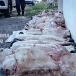 #𝗣𝗢𝗟𝗜𝗖𝗜𝗔𝗟𝗘𝗦  Incautan 150 kg de carne de yacaré durante operativo de Semana Santa en Ñeembucú.👮‍♂️ En el marco del Operativo Semana Santa, técnicos del Ministerio del Ambiente y Desarrollo Sostenible (MADES) realizaron controles este miércoles por la tarde en la caseta policial de la Comisaría 28 de Villa Oliva, en el departamento de Ñeembucú.🐊 Durante el procedimiento, las autoridades decomisaron aproximadamente 150 kg de carne de caimán yacaré, que se encontraba faenada y depostada.⚠️ Desde el MADES recordaron que la tenencia, el transporte y la comercialización de productos derivados de fauna silvestre están prohibidos por la legislación vigente, por lo que las personas que incumplen estas disposiciones se exponen a multas y sanciones.Información Via 📷 Vía ➡️ MADES.