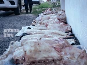 #𝗣𝗢𝗟𝗜𝗖𝗜𝗔𝗟𝗘𝗦  Incautan 150 kg de carne de yacaré durante operativo de Semana Santa en Ñeembucú.👮‍♂️ En el marco del Operativo Semana Santa, técnicos del Ministerio del Ambiente y Desarrollo Sostenible (MADES) realizaron controles este miércoles por la tarde en la caseta policial de la Comisaría 28 de Villa Oliva, en el departamento de Ñeembucú.🐊 Durante el procedimiento, las autoridades decomisaron aproximadamente 150 kg de carne de caimán yacaré, que se encontraba faenada y depostada.⚠️ Desde el MADES recordaron que la tenencia, el transporte y la comercialización de productos derivados de fauna silvestre están prohibidos por la legislación vigente, por lo que las personas que incumplen estas disposiciones se exponen a multas y sanciones.Información Via 📷 Vía ➡️ MADES.